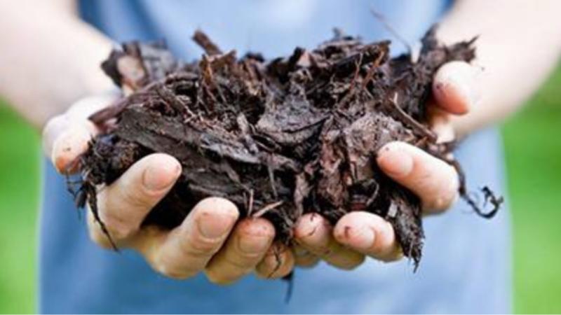 Mulching minimizes evapotranspiration and helps retain water around tree root zones.